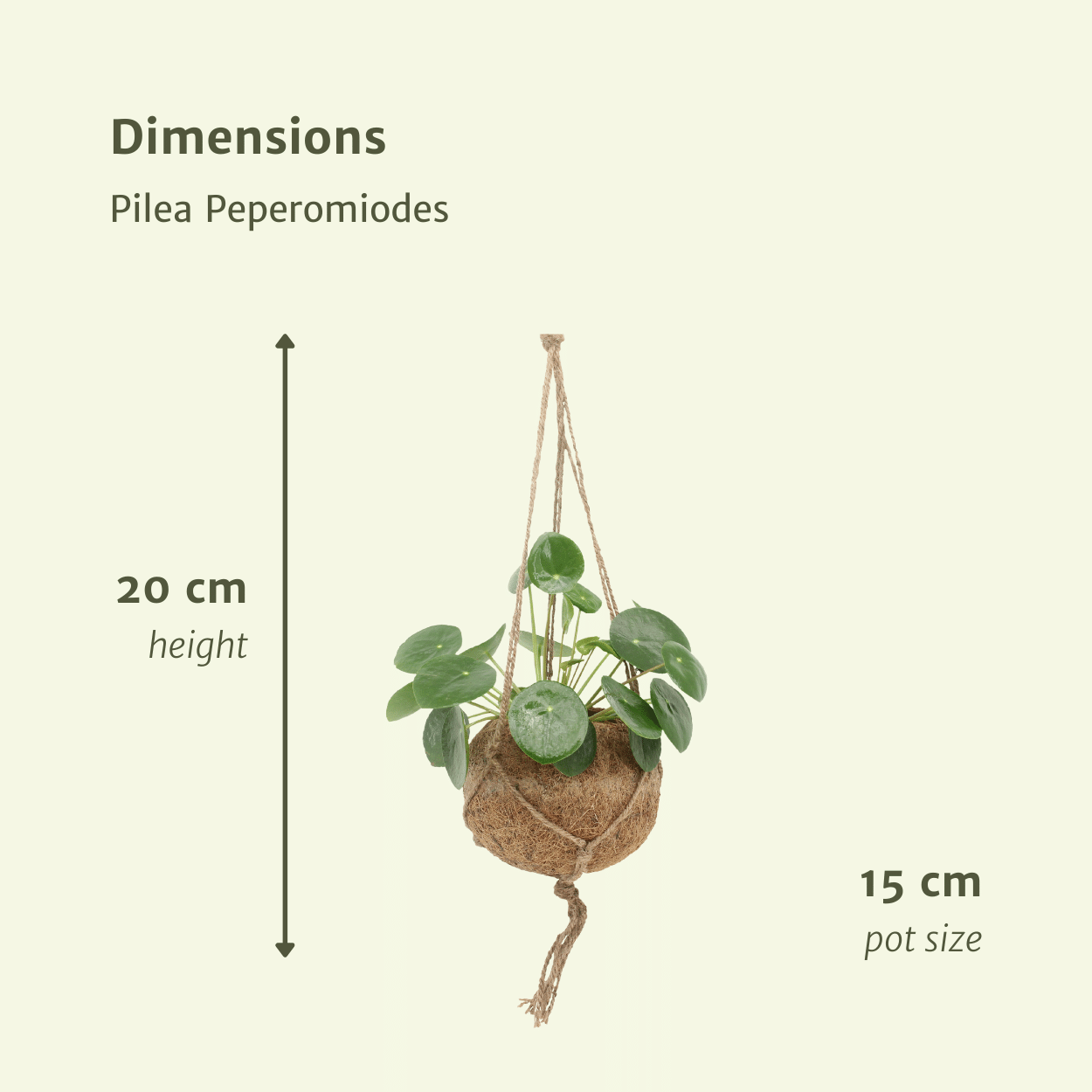 2x Kokodama Pilea Peperomiodes - Pfannkuchenpflanze - 20cm - ø15 