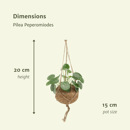 2x Kokodama Pilea Peperomiodes - Pfannkuchenpflanze - 20cm - ø15 