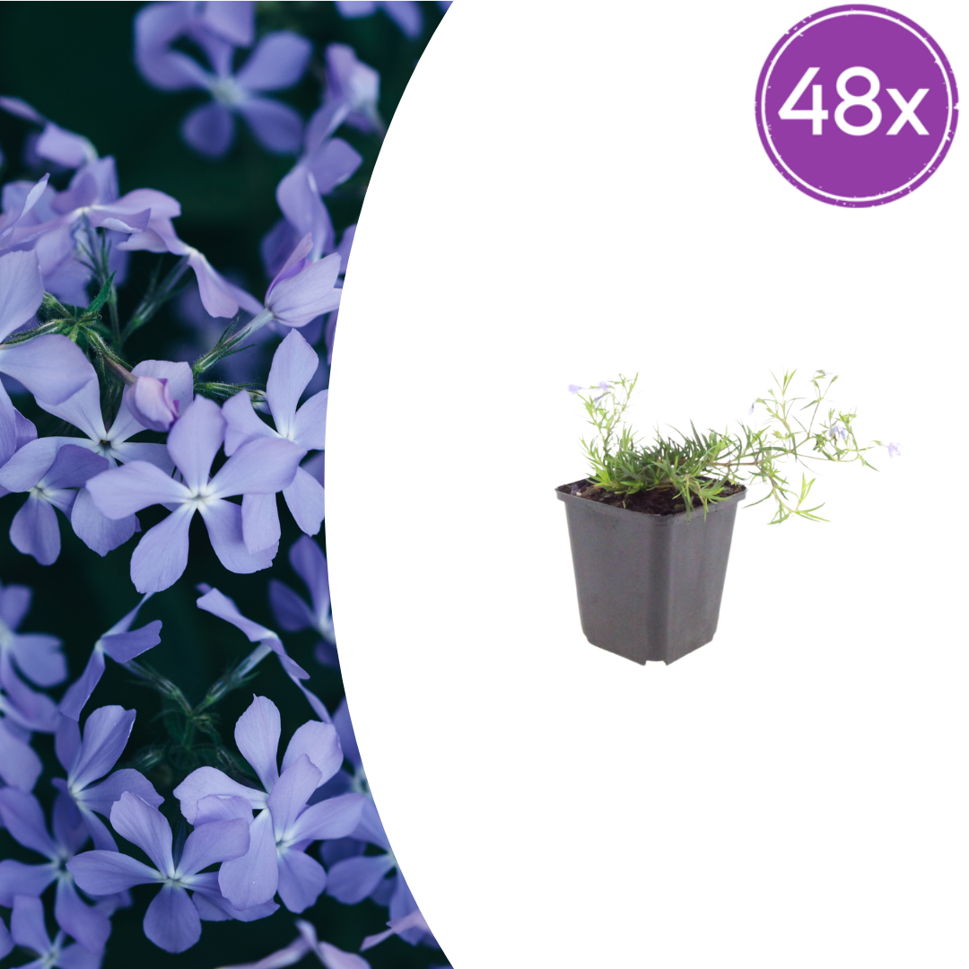 Phlox subulata Emerald Cushion Blue – 48 Pflanzen – Ø9cm – Höhe 10-25cm – Blauer Polsterphlox – Immergrüner Bodendecker für Steingarten & Beet