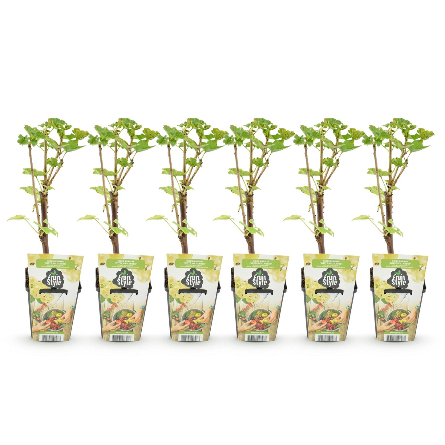 GreenboutiQ - Obstpflanzen - Weiße Johannisbeere - Ribes rubrum Weiße Holländer - Winterhart - 6 Pflanzen - Topf 9 cm - Weiße Johannisbeere 