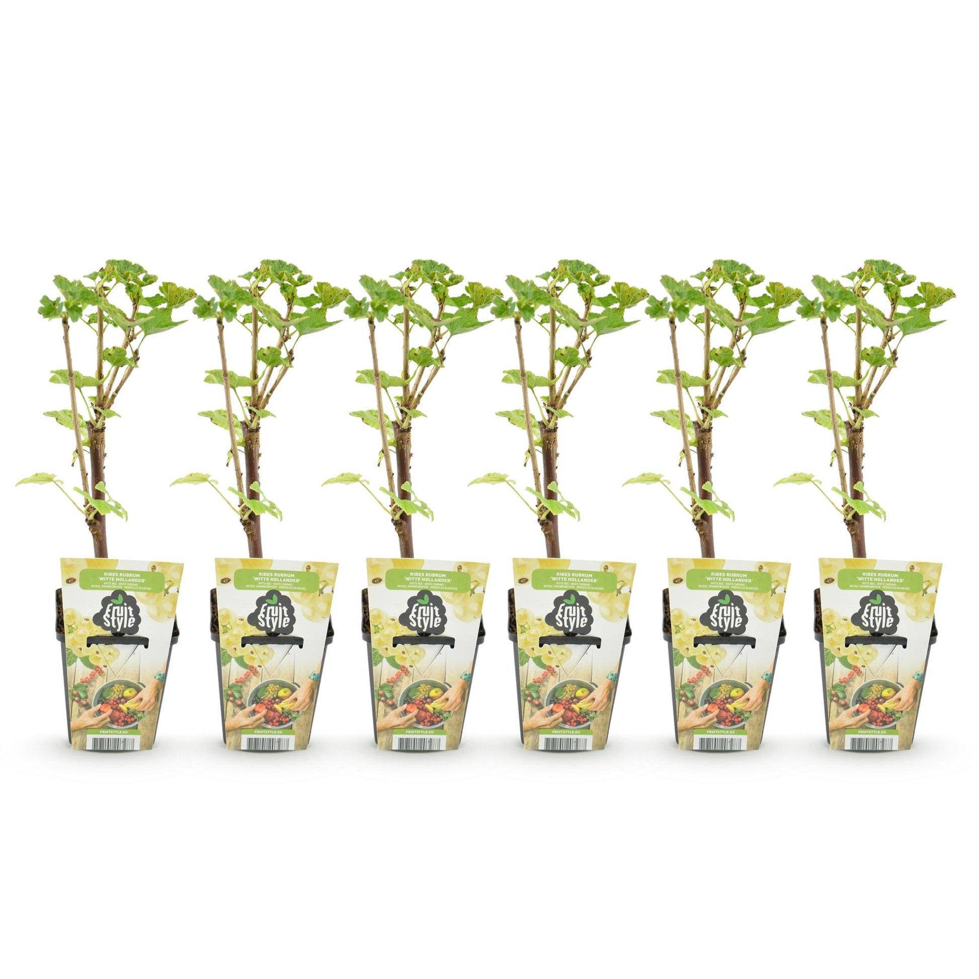 GreenboutiQ - Obstpflanzen - Weiße Johannisbeere - Ribes rubrum Weiße Holländer - Winterhart - 6 Pflanzen - Topf 9 cm - Weiße Johannisbeere 