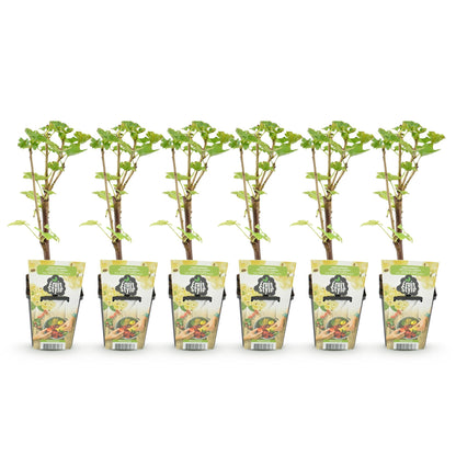 GreenboutiQ - Obstpflanzen - Weiße Johannisbeere - Ribes rubrum Weiße Holländer - Winterhart - 6 Pflanzen - Topf 9 cm - Weiße Johannisbeere 