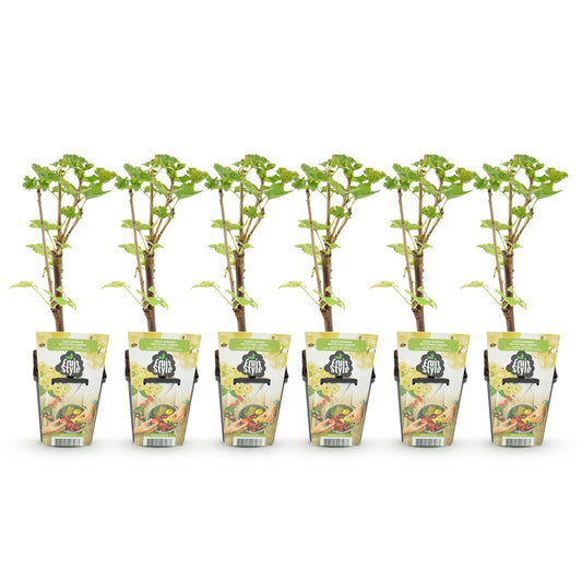 GreenboutiQ - Obstpflanzen - Weiße Johannisbeere - Ribes rubrum Weiße Holländer - Winterhart - 6 Pflanzen - Topf 9 cm - Weiße Johannisbeere 