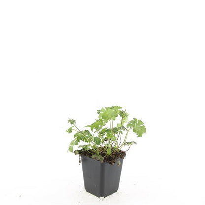 Geranium sanguineum 'Album' – 24 Pflanzen– ↕10-25cm – Ø9cm – Weiße Blüten – Winterharte Staude – Bodendecker – Pflegeleicht – Sonne & Halbschatten