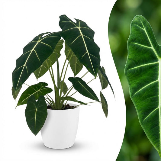 Green boutiQ - Zimmerpflanze - Elefantenohr - Alocasia Frydek - Grün - Pflegeleicht - 1 Pflanze - mit weißem Übertopf - Topf 19cm - Höhe 60cm 