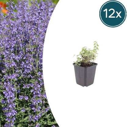 Nepeta Grol Katzenminze – 12 Pflanzen – Ø9cm – Höhe 10-25cm – Winterharte Staude – Blauviolette Blüten – Bienenfreundlich für Beet & Rabatte