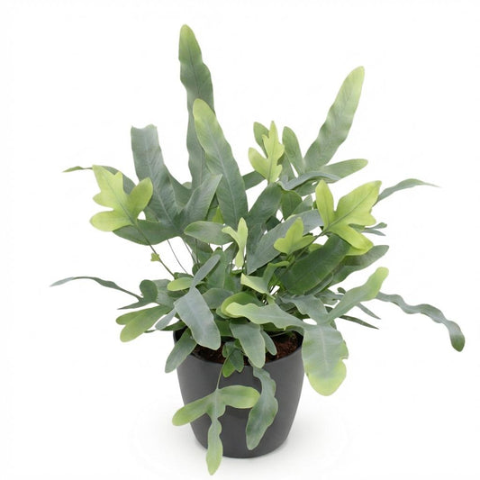 Green boutiQ - Zimmerpflanze - Phlebodium aureum Blue Star - Blaue Farn - Haustierfreundliche Pflanze - Blau - 1 Pflanze - mit Potter Grau - Topf 12cm - Höhe 25cm 