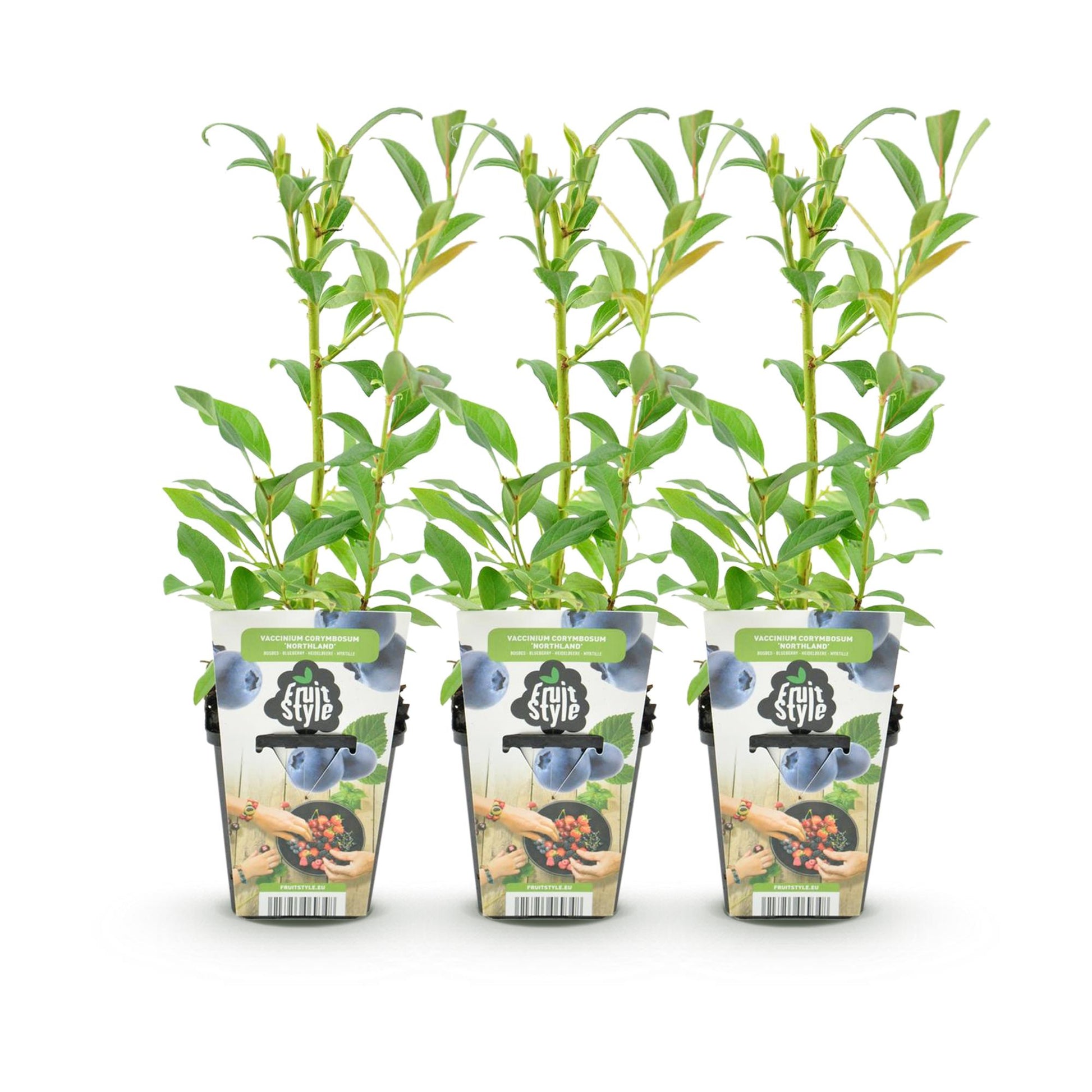 Blaubeere Vaccinium corymbosum Northland winterhart 3 Pflanzen Ø9cm Höhe30cm – Aromatische Blaubeere für Garten Balkon & Terrasse 