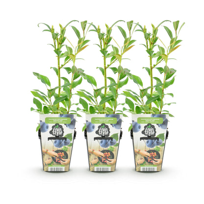 Blaubeere Vaccinium corymbosum Northland winterhart 3 Pflanzen Ø9cm Höhe30cm – Aromatische Blaubeere für Garten Balkon & Terrasse 