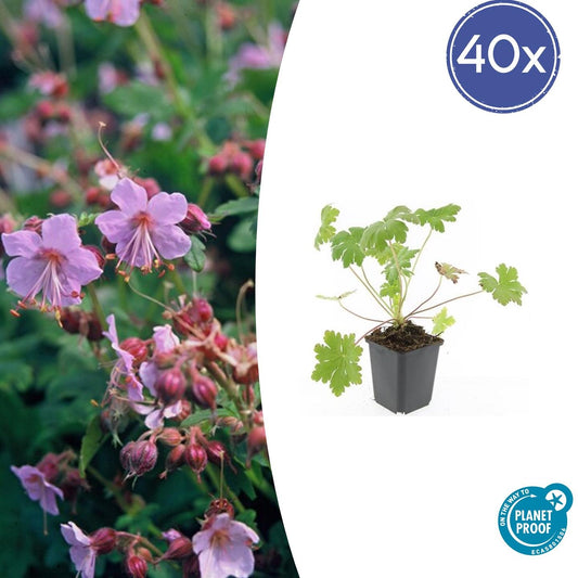 Balkan-Storchschnabel Geranium macrorrhizum 'Ingwersen's Variety' – ↕10-25cm – Ø9cm – 40 Pflanzen – Aromatischer Bodendecker mit zartrosa Blüten – Winterhart & pflegeleicht 