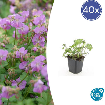 Storchschnabel Geranium cantabrigiense 'Cambridge' – ↕10-25cm – Ø9cm – 40 Pflanzen – Rosa Blüten – Niedrig wachsender Bodendecker – Pflegeleicht