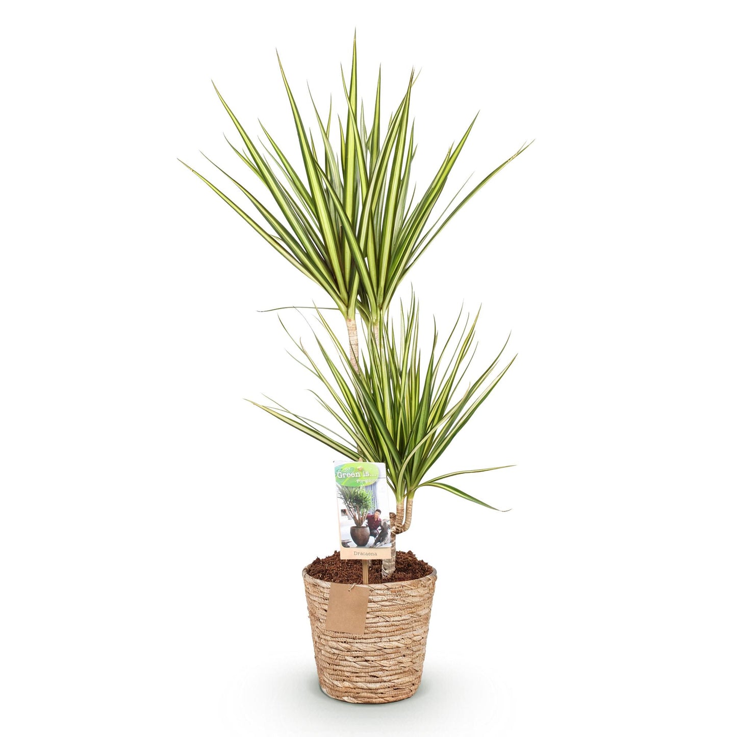 Green boutiQ - Zimmerpflanzen - Dracaena Sunray - Drachenbaum - Wenig Pflege - mit Korb - Grün - Gelb - 1 Pflanze - Topf 17cm - Höhe 70-75cm 