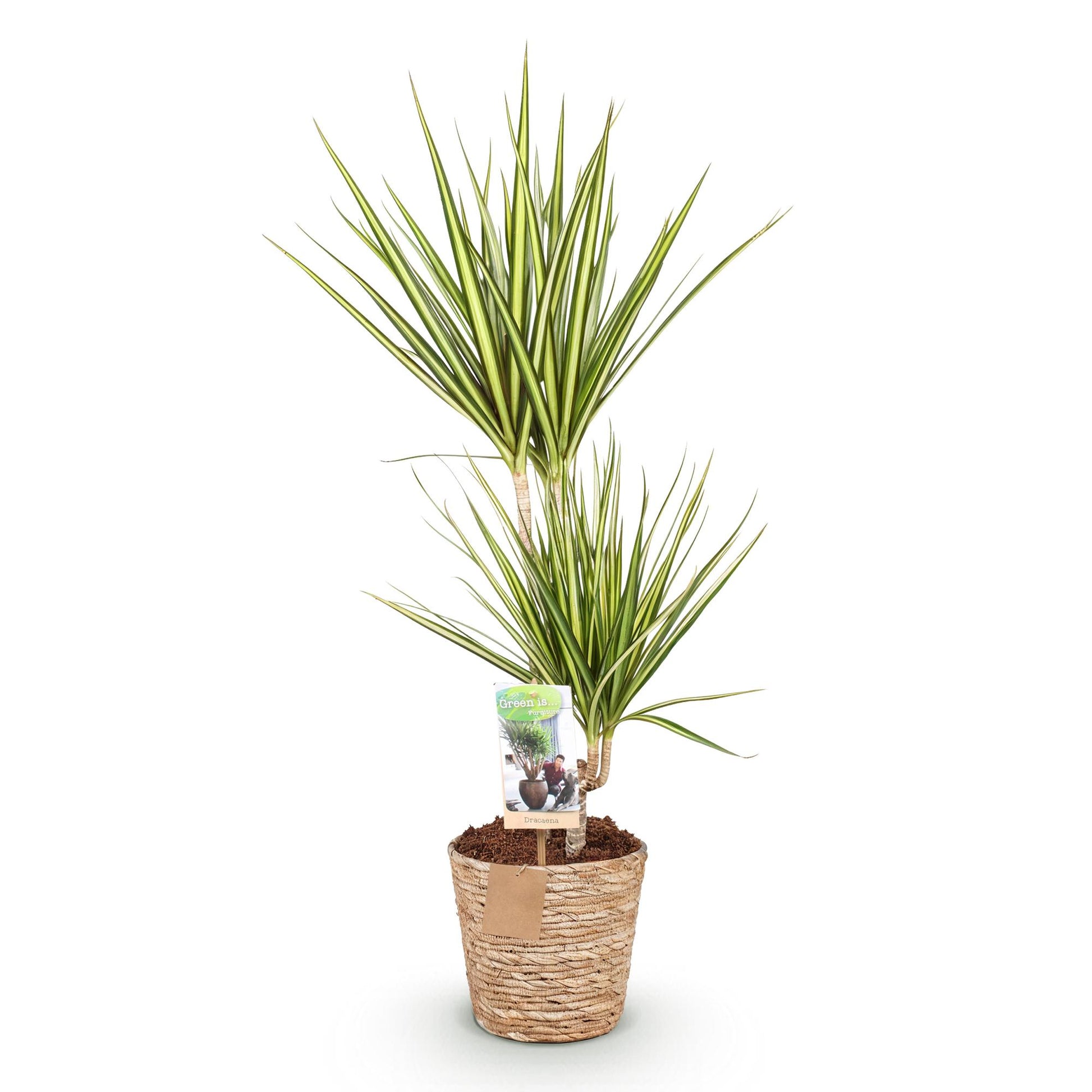 Green boutiQ - Zimmerpflanzen - Dracaena Sunray - Drachenbaum - Wenig Pflege - mit Korb - Grün - Gelb - 1 Pflanze - Topf 17cm - Höhe 70-75cm 