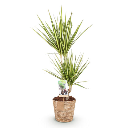 Green boutiQ - Zimmerpflanzen - Dracaena Sunray - Drachenbaum - Wenig Pflege - mit Korb - Grün - Gelb - 1 Pflanze - Topf 17cm - Höhe 70-75cm 