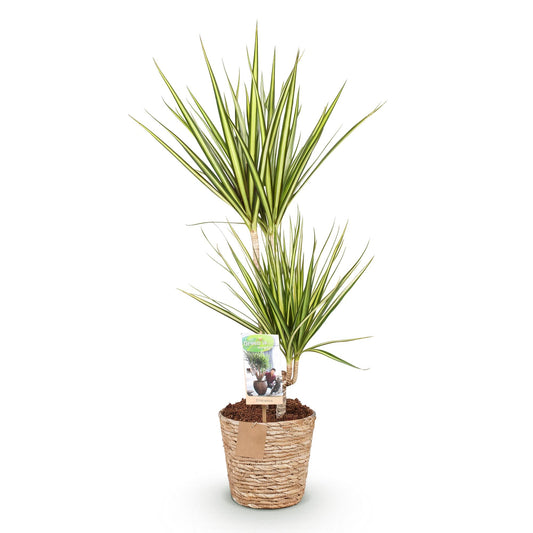 Green boutiQ - Zimmerpflanzen - Dracaena Sunray - Drachenbaum - Wenig Pflege - mit Korb - Grün - Gelb - 1 Pflanze - Topf 17cm - Höhe 70-75cm 