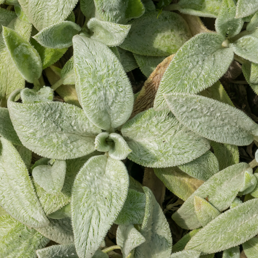 Stachys byzantina Silver Carpet – 6 Pflanzen – Ø9cm – Höhe 10-25cm – Winterharte Bodendecker Staude – Silberlaub – Trockenheitsresistent für Beet & Steingarten