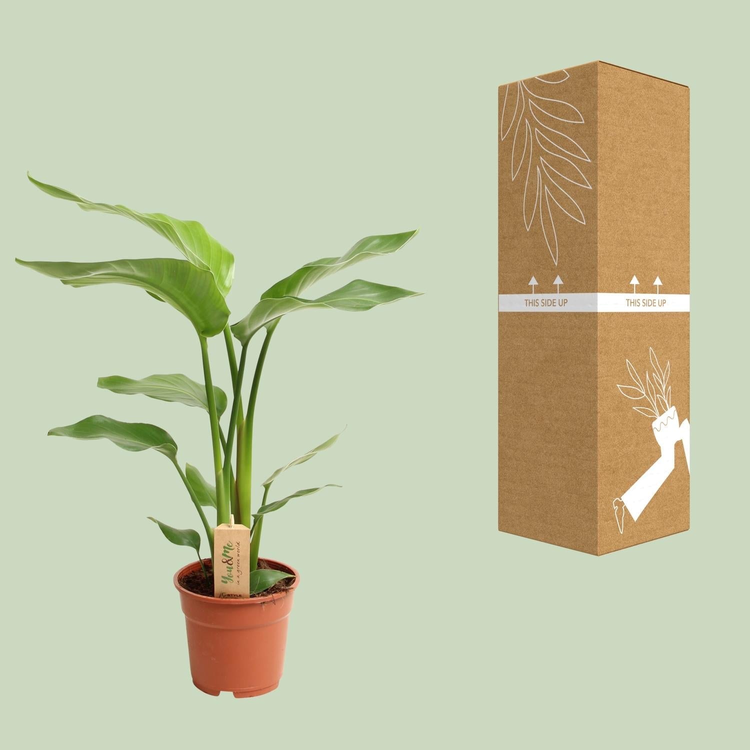 Strelitzia Nicolai - Ø17cm - ↕60cm 