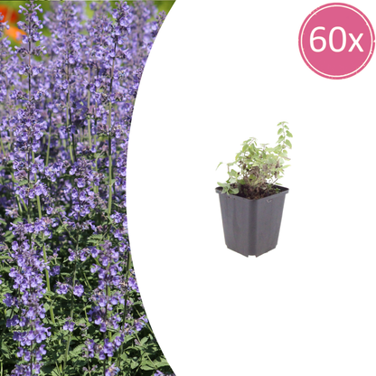 Nepeta Grol Katzenminze – 60 Pflanzen – Ø9cm – Höhe 10-25cm – Winterharte Staude – Blauviolette Blüten – Bienenfreundlich für Beet & Rabatte