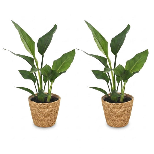 Paradiesvogelblume – Strelitzia reginae – 2 Pflanzen – Topf Ø12cm – Höhe 35cm – mit Korb – Ansicht 2