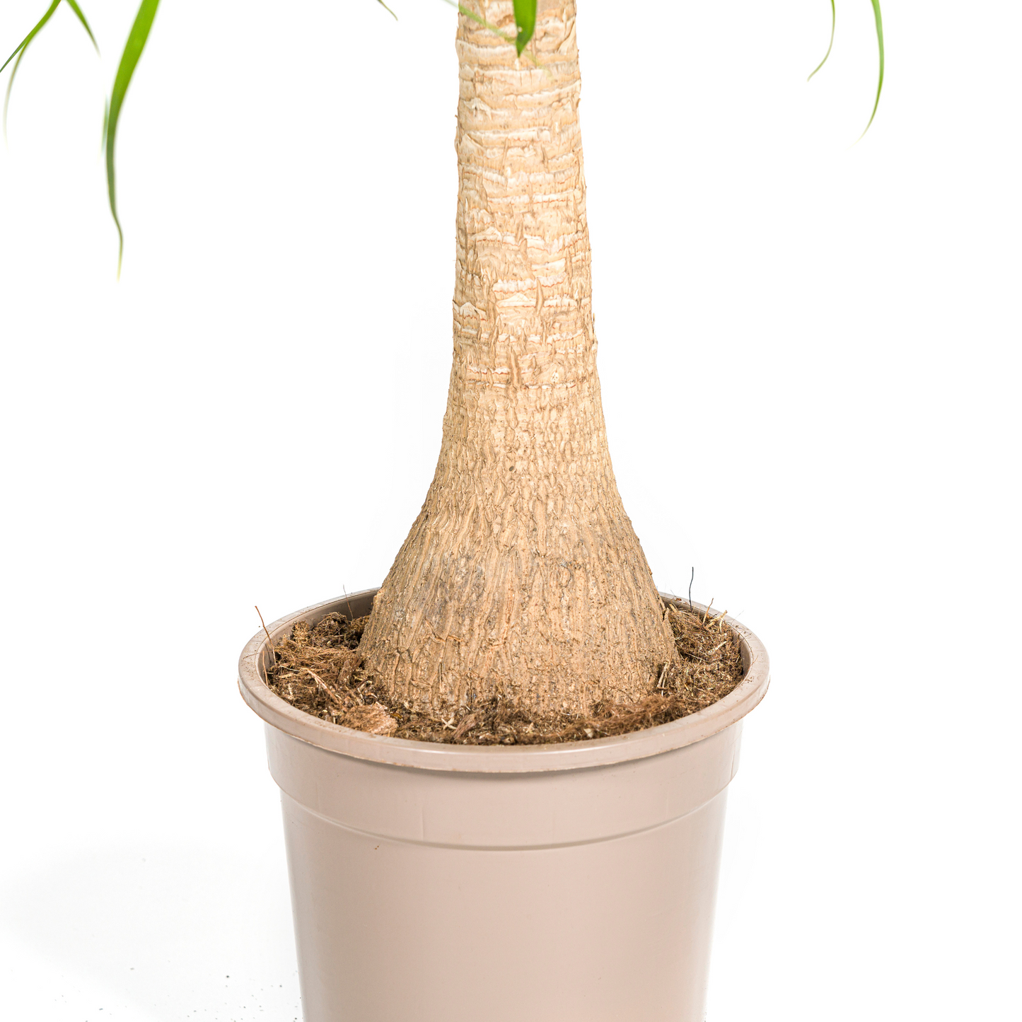 Elefantenfuß - Beaucarnea Recurvata - Zimmerpflanze - Ø21cm - ↕60 - 80cm