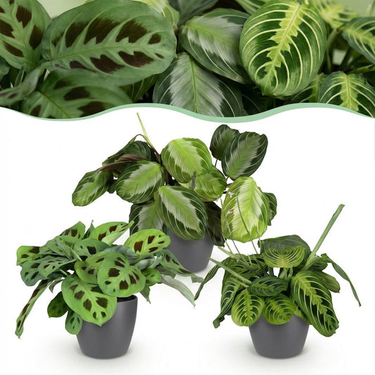 Green boutiQ - Zimmerpflanze - Marantha Silverband, Marantha Lemon Lime Marantha Kerchoveana - Gebetspflanze - Haustierfreundliche Pflanze - Grün - 3 Pflanzen - mit Potter Grau - Topf 12cm - Höhe 25cm 
