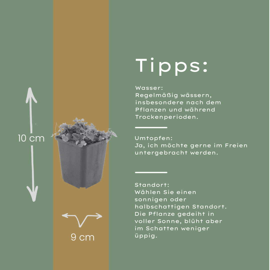 Polster-Glockenblume Campanula poscharskyana – 48 Pflanzen – 10-25cm – Ø9cm – Winterharte Bodendecker Staude – Blühpflanze für Mauer, Beet & Balkon