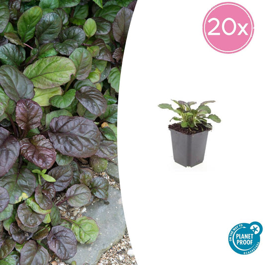Großblättriger Günsel – Ajuga reptans 'Catlin's Giant' – ↕10-25cm – Ø9cm – 20 Pflanzen – winterharter Bodendecker