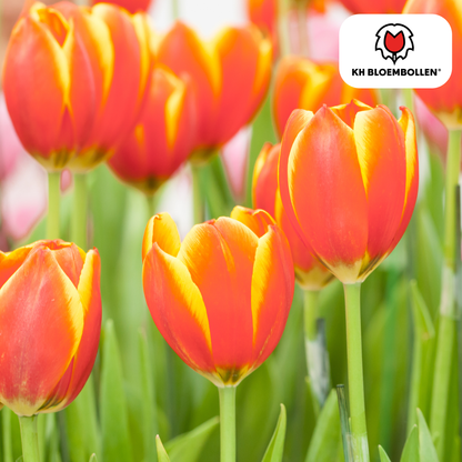 Dow Jones Tulpenzwiebeln – 20 Blumenzwiebln – Rot-Gelb Gestreifte Tulpen – Für Garten & Topf 