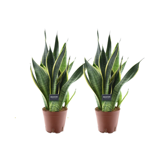 Sansevieria Futura Superba – 2 Zimmerpflanzen – Ø14cm ↕45cm – Bogenhanf mit gelbem Rand – Luftreinigend & pflegeleicht – Ideal für Wohnzimmer & Büro 