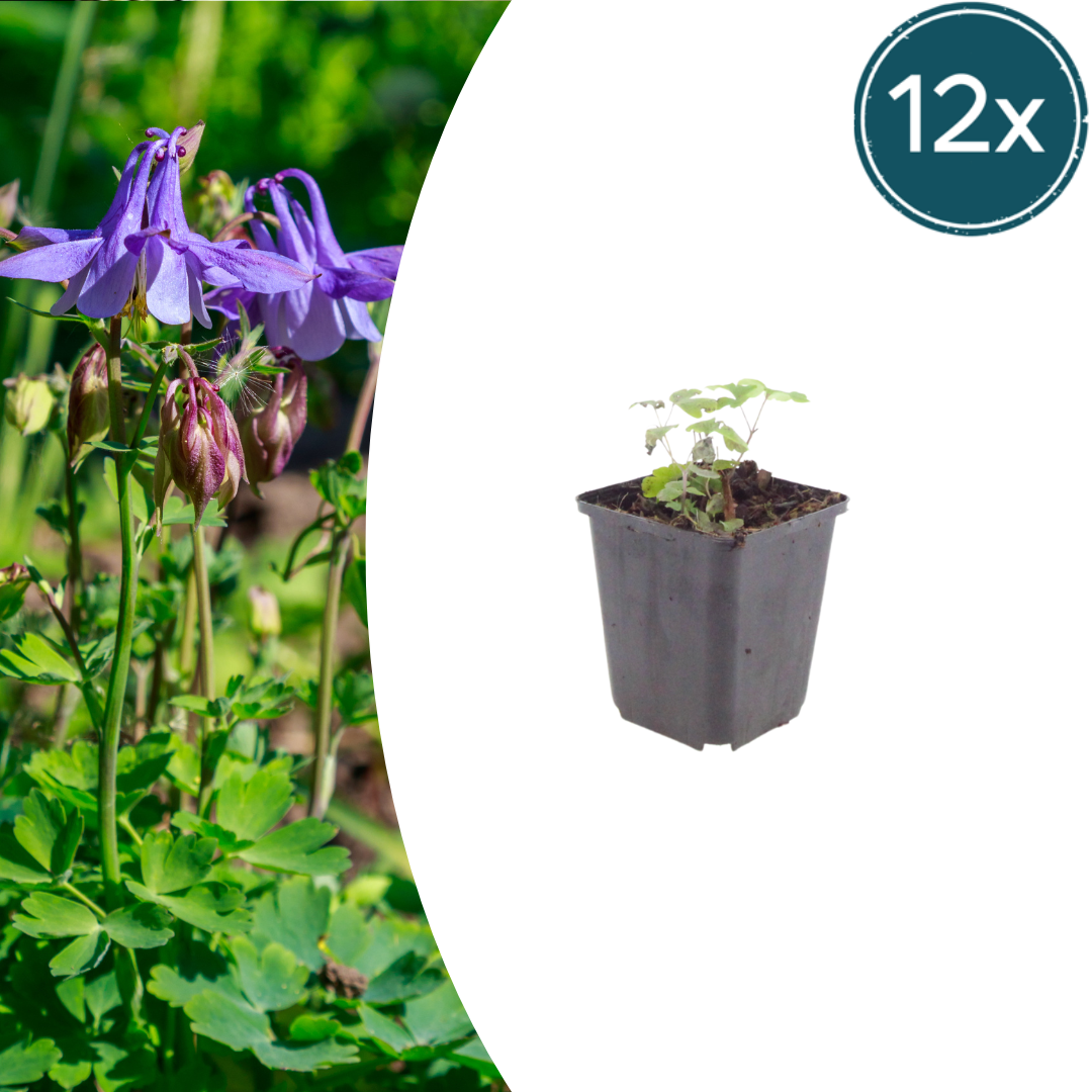 Akelei Aquilegia vulgaris – 12 Pflanzen – 10-25cm – Ø9cm – Winterharte Staude für Sonne & Halbschatten – Blühpflanze für Beet, Steingarten & Naturgarten
