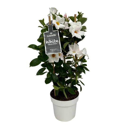 Mandevilla Sundaville White In Toren (Dipladenia) - Ø17cm - ↕55cm 