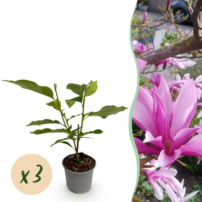 GreenboutiQ - Gartenpflanze - Magnolia Susan - Blüte Lila - 3 Pflanzen - Laubabwerfend - Wenig Pflege - Topf 12cm Höhe 30cm 