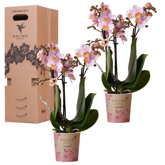 Orchideen Überraschungsbox – 2 Orchideen - 9cm - Frisch vom Züchter - Perfektes Geschenk & Pflanzen-Überraschung