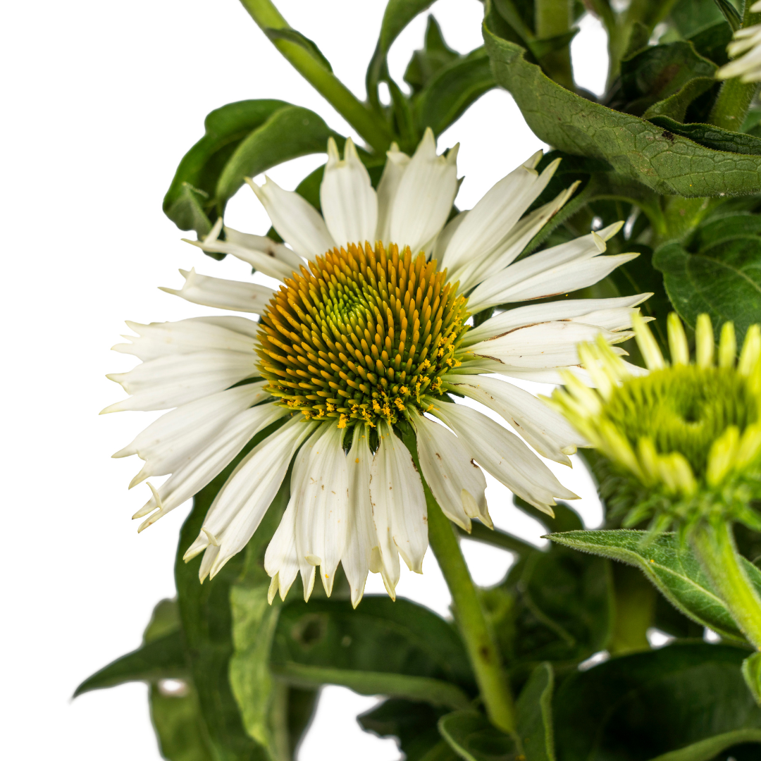 Echinacea purpurea White – Sonnenhut mit weißen Blüten – Ø 19 cm – Höhe 60-70 cm – Staudenpflanze – Für Beet & Staudenrabatten – Sonnenliebend & pflegeleicht 