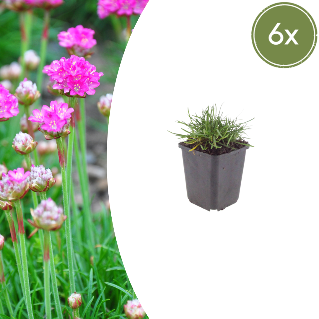 Grasnelke Armeria maritima ‘Splendens’ – 6 Pflanzen – 10-25cm – Ø9cm – Winterharte Staude mit rosa Blüten – Ideal für Steingarten, Beet & sonnige Bordüren