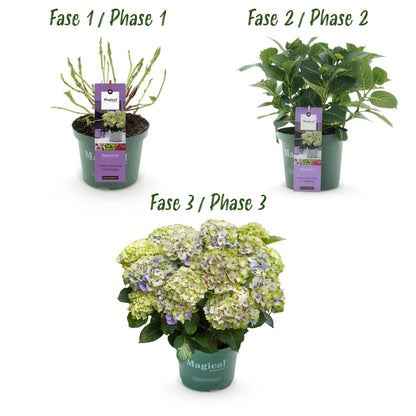 Hortensie Hydrangea macrophylla Magical Jewel Blue – 2 Pflanzen – Blauer Blütenschmuck – Topf Ø23cm – Höhe 55cm – Balkon- und Gartenpflanze 