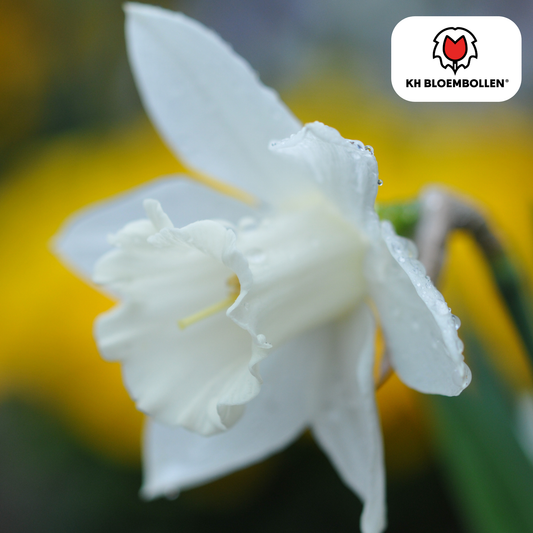 Snow Baby Narzisse – 20 Blumenzwiebeln – Mini-Narzisse Weiß – Frühjahrsblüher für Beete, Töpfe & Steingärten 