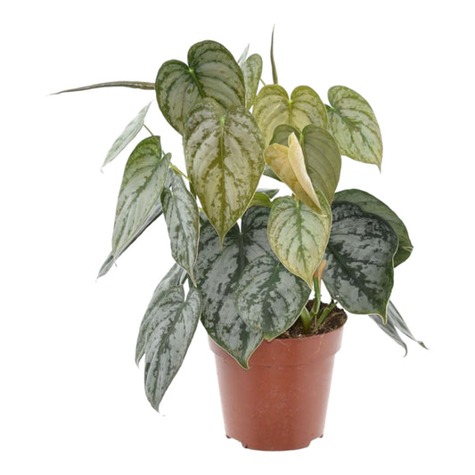 Baumfreund - Philodendron Brandtianum - Zimmerpflanze - 30cm - ø12cm