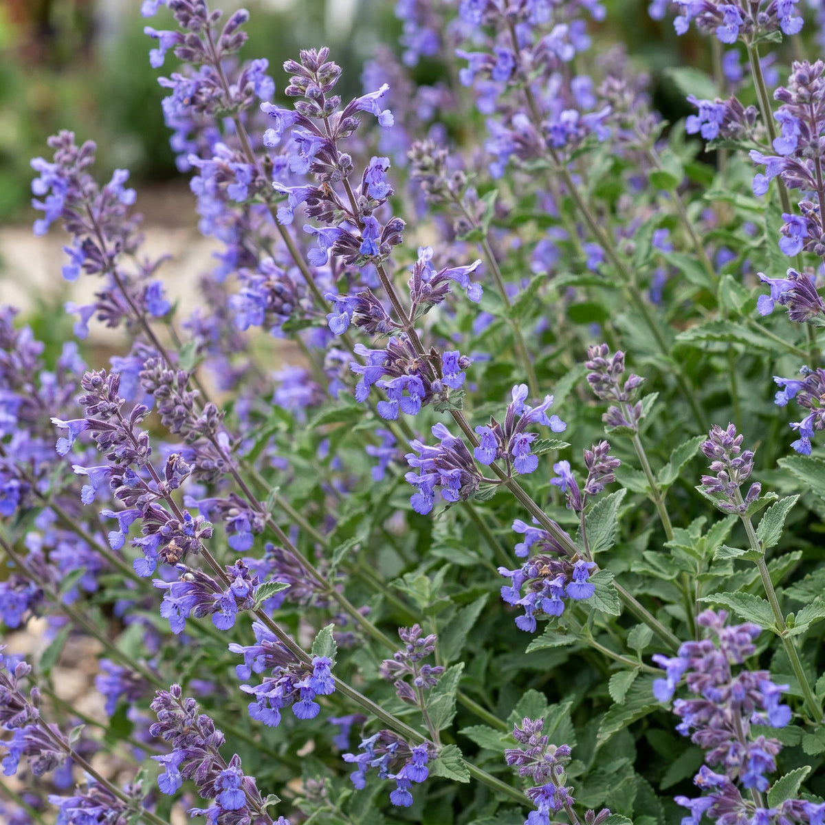 Katzenminze 'Six Hills Giant' – Nepeta faassenii 'Six Hills Giant' – Topf Ø11cm – Bienenfreundliche Staude für Garten & Balkon