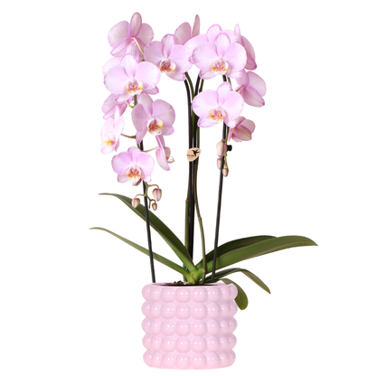 Kolibri Orchids | Rosa Niagara Falls Orchidee + Poppy Rosa Übertopf – Topfgröße Ø12 cm | Blühende Zimmerpflanze – Frisch vom Züchter 