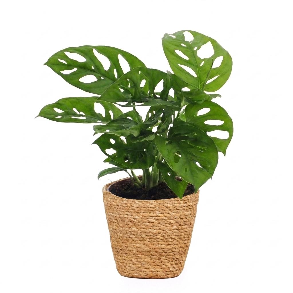 Fensterblatt 'Monkey Mask' – Monstera adansonii – Topf Ø12cm – Höhe 25cm – mit Korb – Dekorative Zimmerpflanze