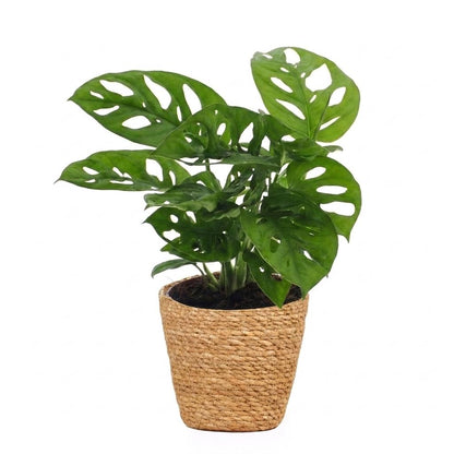 Fensterblatt 'Monkey Mask' – Monstera adansonii – Topf Ø12cm – Höhe 25cm – mit Korb – Dekorative Zimmerpflanze