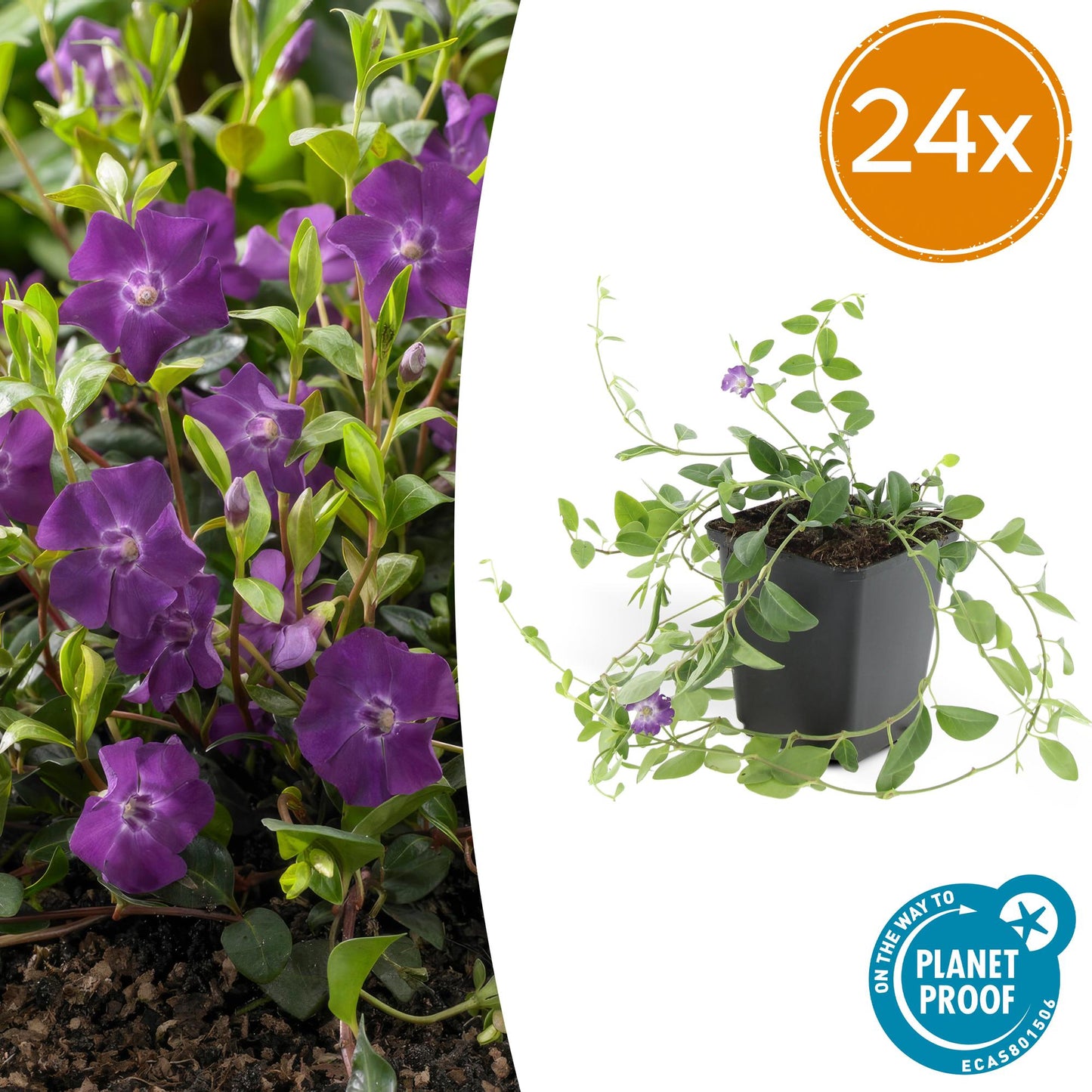 Vinca minor ‘Atropurpurea’ – 24 Pflanzen – ↕10-25cm – Ø9cm – Immergrüner Bodendecker – Lila Blüte – Pflegeleicht – Für Sonne & Schatten 