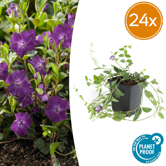 Vinca minor ‘Atropurpurea’ – 24 Pflanzen – ↕10-25cm – Ø9cm – Immergrüner Bodendecker – Lila Blüte – Pflegeleicht – Für Sonne & Schatten