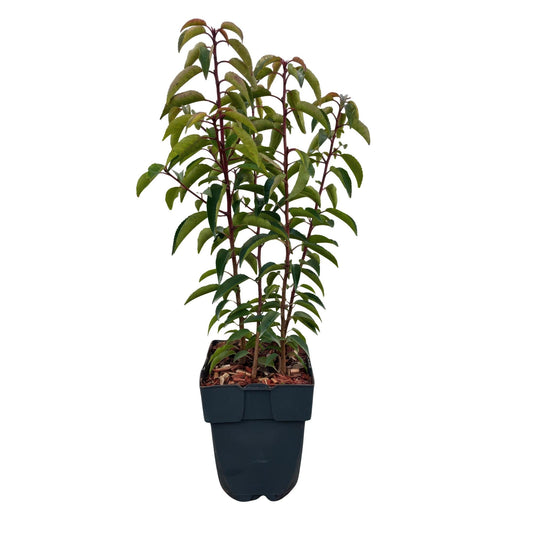 Chickasa-Pflaume – Prunus lusitanica Angustifolia – 6 Pflanzen – Heckenpflanze 1 m – Immergrün – Blatt grün – 17 cm – Höhe 50 cm – Perfekt für dichte Hecken & Sichtschutz 