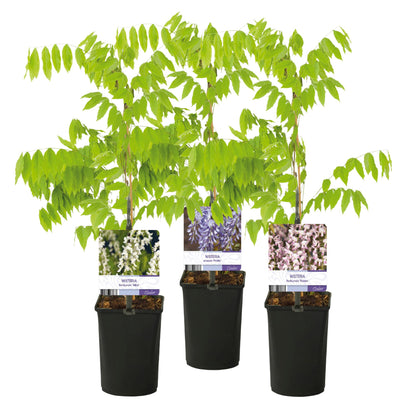Blauregen Wisteria floribunda Tricolour – Blau, Rosa & Weiß – 3 Pflanzen – 11 cm x H40 cm – Duftend & Kletterpflanze – Für Pergolen, Zäune & Wände 