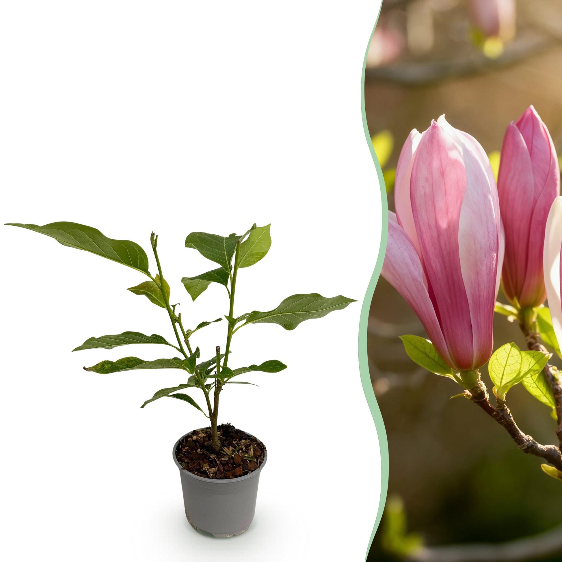 GreenboutiQ - Gartenpflanze - Magnolia Ricki - Blüte Rot - 1 Pflanze - Laubabwerfend - Wenig Pflege - Topf 12cm Höhe 30cm 