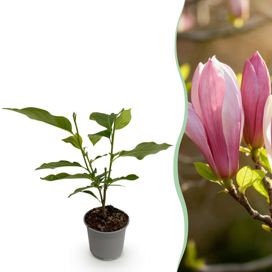 GreenboutiQ - Gartenpflanze - Magnolia Ricki - Blüte Rot - 1 Pflanze - Laubabwerfend - Wenig Pflege - Topf 12cm Höhe 30cm 