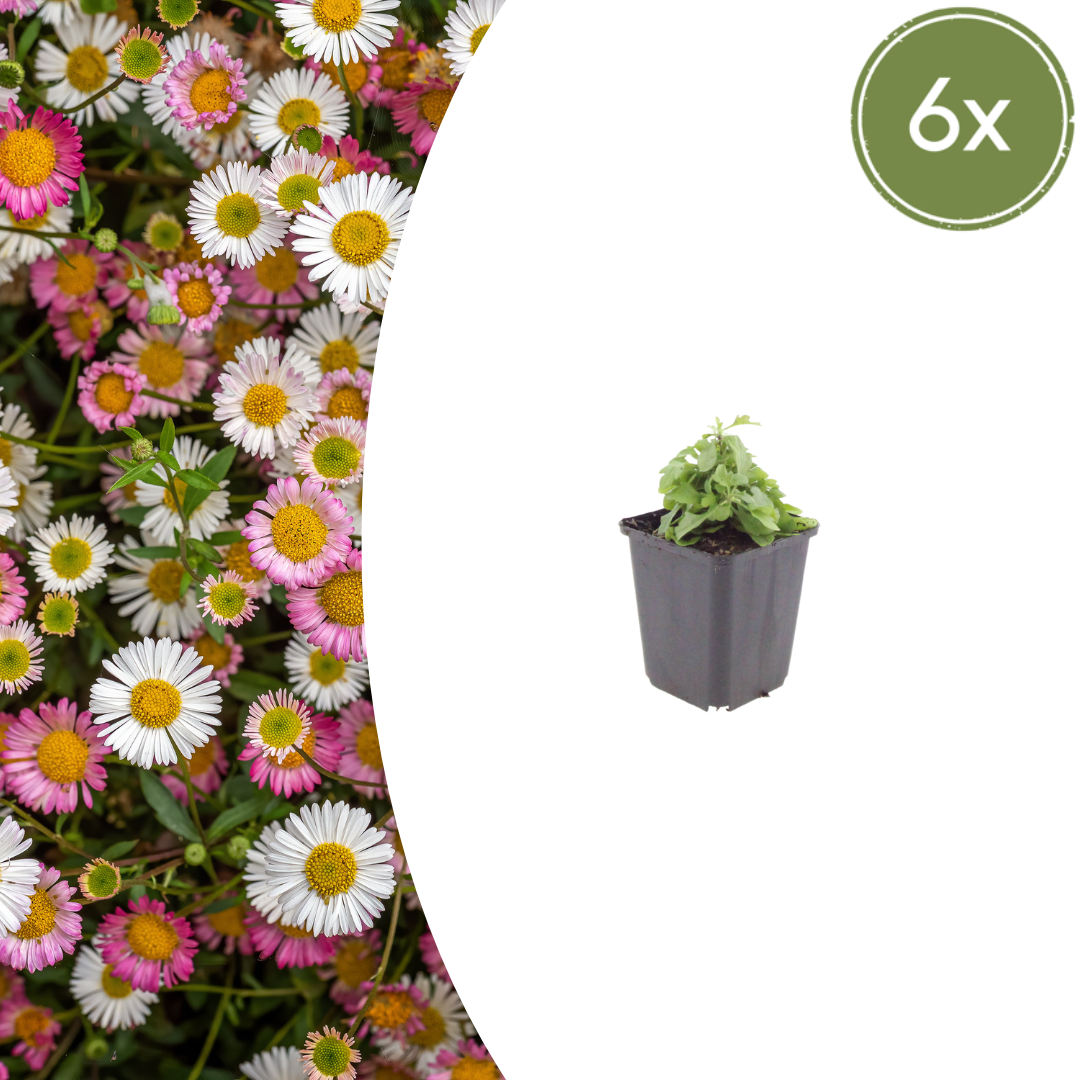 Gänseblümchen Erigeron karvinskianus – 6 Pflanzen – 10-25cm – Ø9cm – Langblühende Bodendecker Staude – Blühpflanze für Beet, Mauer & Balkon