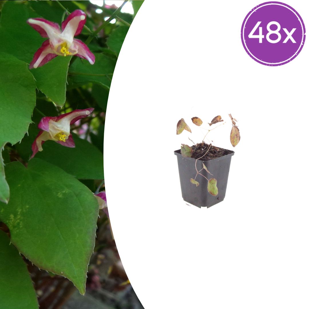 Elfenblume Epimedium rubrum – 48 Pflanzen – 10-25cm – Ø9cm – Winterharte Schattenstaude mit rotrosa Blüten – Bodendecker für Garten, Beet & Gehölzrand